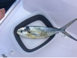 Ce soir poisson X a la tahitienne. Ce poisson mystère, qui s'est accroché cet après-midi, a les couleurs d'un mahi mahi sans en avoir la taille, ni la bosse typique sur la tête. Un hybride, sans doute. 